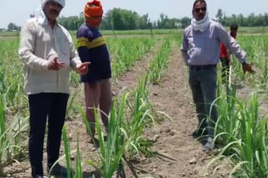 गोंडा: चीनी मिल अधिकारियों ने मरवटिया के किसान के खेत में रिंगपिट विधि से बोयी गई गन्ने की फसल का लिया जायजा