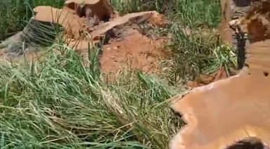 मोहनलालगंज: नगराम थाना क्षेत्र के गढ़ा गांव में वन माफियाओं ने काट दिए हरे नीम व शीशम के पेड़, वन विभाग ने शुरू की कार्रवाई