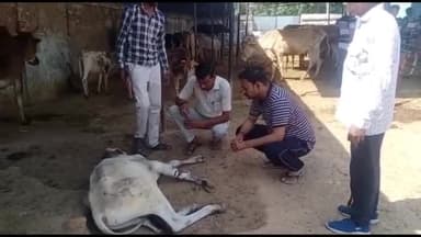 भोगांव: मोहल्ला रामलीला स्थित नगर पंचायत द्वारा संचालित गौशाला का भोगांव चेयरमैन प्रतिनिधि आशीष तिवारी ने किया निरीक्षण