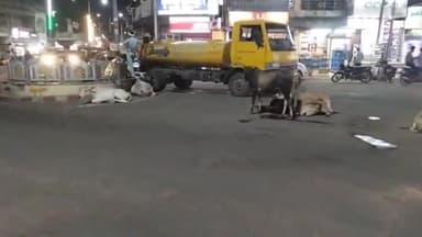 सिंगरौली: बैढ़न तिराहे के पास बाइक सवार गाय से टकराकर हुआ घायल, जारी है इलाज