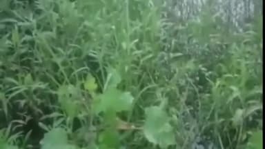 अमरोहा: गांव हाजरपुर में जानलेवा हमला करने के 9 आरोपी 13दिन बाद भी पुलिस की पकड़ से दूर पुलिस लगातार कर रही तलाश