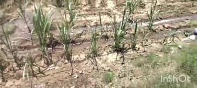 मुज़फ्फरनगर: एटूजेड रोड पर ट्यूबवेल बनी नशाखोरी का अड्डा किसान हो रहे परेशान किसी व्यक्ति ने वीडियो बनाकर सोशल मीडिया पर की वायरल।