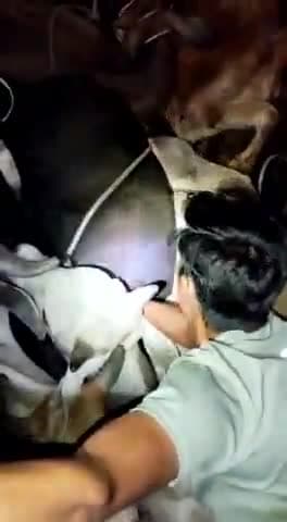 अलवर: अलवर सनातन गो रक्षा दल में मीणा पुरा में टाटा 407 गाड़ी का टायर फोड़कर 11 गोवंश को कराया मुक्त, गौ तस्कर हुए फरार