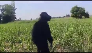 लखीमपुर खीरी में किसान बने भालू, आप भी देखिए ये वीडियो, भालू जैसी वेशभूषा पहनकर अपने खेत को जानवरों से कर रहे बचाव।