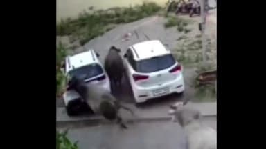 पानीपत: गांव सिवाह में सांड की टक्कर से पूर्व फौजी की हुई मौत, सेक्टर-25 में भी आवारा पशुओं ने गाड़ी का तोड़ा शीशा