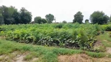 चरखी दादरी: चरखी दादरी जिले में तैयार हो रहे लगभग 6 लाख पौधे मॉनसून सीजन में होंगे वितरित - वन विभाग ने दी जानकारी