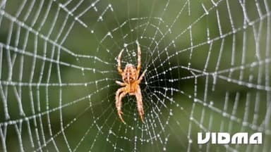 हमारे पूर्वज पंडित नारायण दत्त जी ममगांईं कहते थे, अरे जंजाली,जब तू भीतर देखेगा, तो तू "भी" तर जाएगा