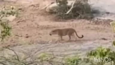 जहाज़पुर: भीषण गर्मी में जहाजपुर के रावत खेड़ा क्षेत्र से निकल रही बनास नदी से प्यास बुझाने आया पैंथर, लोगों में दहशत