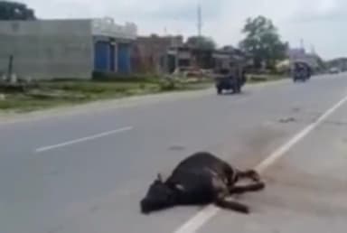 सिंगरौली: देवसर मुख्य मार्ग पर एक तेज रफ्तार परिवहन करते हाईवा वाहन ने गोवंश को मारी टक्कर मौके पर गोवंश की हुई मौत