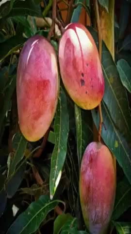 आमखास 2 पॉइंट 75 लाख रुपए किलो है पश्चिम बंगाल के सिलीगुड़ी में आम महोत्सव में 262 प्रजाति के यहां पेश किए गए इसमें मियां जी प्रजाति के आम की खास चर्चा रही इसकी कीमत पौने 2: 75 लाख रुपए किलो है इस आम  को बड़े-बड़े लोग नहीं खा पाते