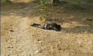 सिंगरौली: चितरंगी मुख्य मार्ग पर शराब के नशे में एक तेज रफ्तार बाइक सवार अनियंत्रित होकर गिरा, इलाज जारी