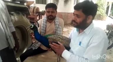 सुल्तानपुर: गौरा ग्राम सभा में संदिग्ध परिस्थितियों में राष्ट्रीय पक्षी मोर घायल प्रगतिशील किसान ने वन विभाग को सौंपा