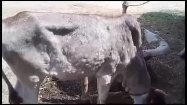 जोगापट्टी: चौमुखा के मदारपुर गांव में पशु चिकित्सक के द्वारा पैसे के की जा रही उगाही ग्रामीणों ने जताया आक्रोश