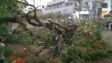 रतलाम नगर: बाल चिकित्सालय के सामने बड़ा पेड़ गिरने से विद्युत लाइन टूटने से आपूर्ति ठप्प, बाल-बाल बचे रहवासी