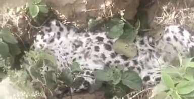 धामपुर: शेरकोट क्षेत्र के हादकपुर मार्ग पर ईंट भट्टे के निकट मिला मादा गुलदार का शव, मौके पर पहुंची वन विभाग की टीम