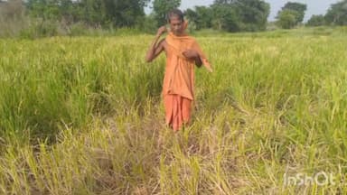 ଚମ୍ପୁଆ: ରରୁଆଗୋଡ଼ା ଅଞ୍ଚଳରେ ହାତୀ ଉପଦ୍ରବ