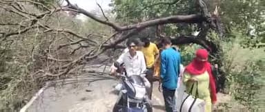 किशनी: विरतिया में तेज आंधी तूफान के चलते पेड़ टूटकर सड़क पर गिरा एक युवक गंभीर घायल पुलिस ने यातायात चालू कराया