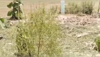 करछना: असरवई ग्राम पंचायत में हरे पेड़ों के बजाय लगाए गए गांजे के पौधे, सोशल मीडिया पर वायरल हो रहा वीडियो