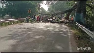 जमुई: मोहनपुर गांव के पास सड़क पर टूटकर गिरी पेड़ की डाल, दो घंटे तक आवागमन रहा बाधित
