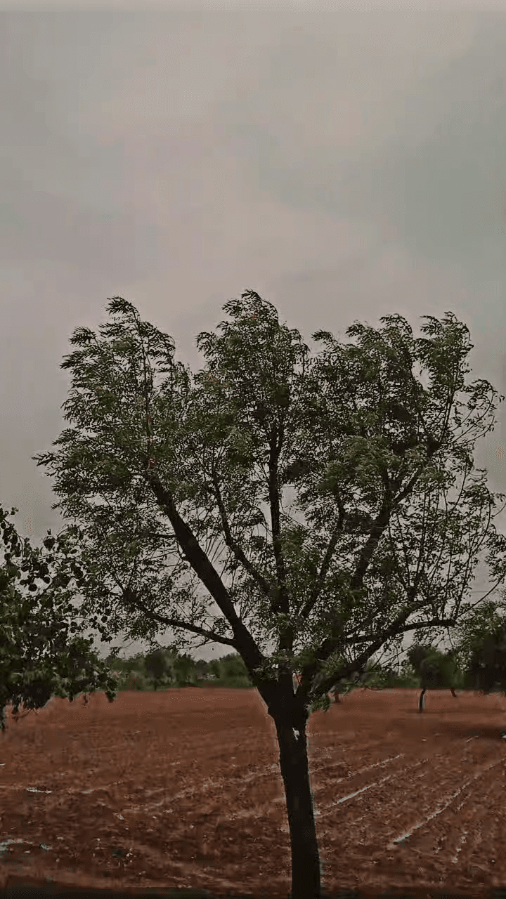 पीपाड़ शहर: जोधपुर: हिंगानिया गांव व आस पास के क्षेत्रों में
बिपरजॉय तूफान का दिखा असर, रातभर से बारिश का दौर जारी #pipad #jodhpur
