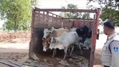 जयसिंहनगर: मसीरा बैरियर के पास से पुलिस ने पशु तस्करों से पशुओं को कराया मुक्त, आरोपियों पर पशु क्रूरता अधिनियम के तहत की कार्रवाई