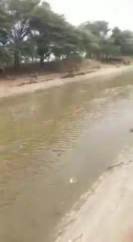 रावला: आईजीएनपी की अनूपगढ़ शाखा में कल छोड़ा गया सिंचाई पानी आज रावला पहुंचा, 65 दिन की बंदी के बाद पहली बार आया है सिंचाई पानी