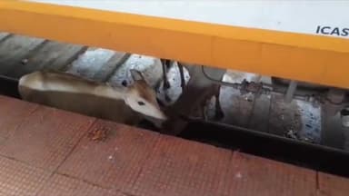 बीना: रेलवे स्टेशन बीना पर ट्रेन के नीचे आए मवेशी, RPF इंस्पेक्टर ने मवेशी मालिकों पर कार्रवाई करने की दी जानकारी