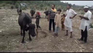 बेहट: खुवासपुर के जंगल में एक व्यक्ति ने भैंस को मारी गोली, भैंस घायल