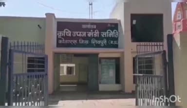 कोलारस: मानीपुरा कृषि उपज मंडी में फसलों की खरीदी जारी है मसूर अधिकतम ₹5400 रुपए प्रति कुंटल तक विकी