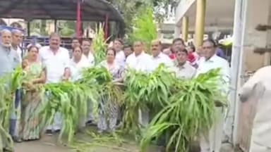 रतलाम नगर: जिला कांग्रेस कमेटी रतलाम द्वारा गोपाल गौशाला में गोवंशों को चारा खिलाकर मनाया गया पार्टी के नेता राहुल गांधी का जन्मदिन