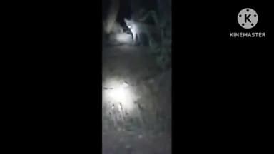 पतरातू: लपंगा के जंगल क्षेत्र में लकड़बग्घा को देखा गया