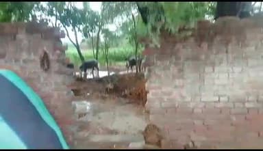 जलेसर: वीरनगर में घेर की दीवार तोड़कर अज्ञात चोरों ने चार पशु किए चोरी, पुलिस ने दर्ज की रिपोर्ट