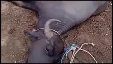 हज़ारीबाग: डाँड़ गांव में वज्रपात से तीन मवेशियों की हुई मौत