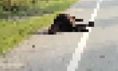 सिंगरौली: चितरंगी मुख्य मार्ग पर एक कॉल परिवहन करते हाईवा वाहन ने गोवंश मारी टक्कर मौके पर गोवंश की हुई मौत