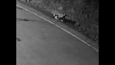 हुज़ूर: केरवा रोड स्थित मदरबुल फार्म में एक टाइगर ने एक बछड़े का शिकार करने की कोशिश की, CCTV कैमरे में कैद हुई घटना