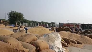 रतलाम नगर: रतलाम में 20 जून के कृषि उपज मंडी के भाव, गेहूं लोकवन 2105 से ₹2605 प्रति क्विंटल बिका