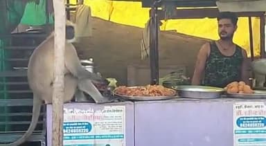 हटा: हटा नगर में बंदरों का आतंक,खचना नाका पर नाश्ते की दुकान में उत्पात,एक किशोर पर भी हमला