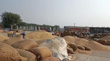 रतलाम नगर: रतलाम 21 जून है आज के कृषि उपज मंडी के भाव गेहूं शरबती 3121 रुपए प्रति क्विंटल बिका