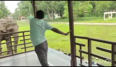 बहराइच: कतरनिया घाट में वन कर्मियों के साथ हथिनी जयमाला और चंपाकली ने किया योग, DFO ने दी जानकारी