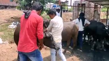 गिरियक: गिरियक हटिया पर आज गुरूवार को लगाया गया पशु हाट, दर्जनों गाय, भैंस एवं बकरी की हुई खरीद बिक्री