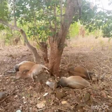 बतौली: पहाड़ चिरंगा में गाज की चपेट में आने से पांच बैलों की हुई मौत