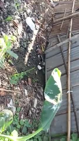 #Mana karne per bhi ganda Pani vakil sahab ke jameen per yah log Yogendra Thakur nahate Hain aur Reena Devi dhamki deti