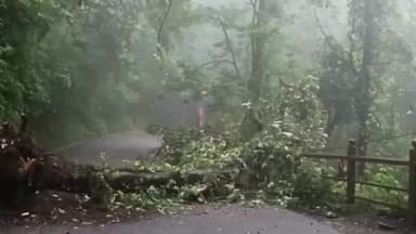 शिमला शहरी: शिमला शहर में भारी बारिश समरहिल में सड़क पर गिरा पेड़,वाहनो की आवाजाही बन्द