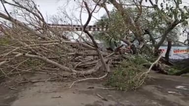 बीना: आगासोद रोड रेलवे फाटक के पास सड़क पर गिरा पेड़, सड़क पर वाहनों की लगी कतार