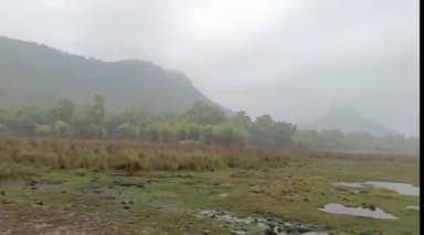 बांधवगढ़: बांधवगढ़ टाइगर रिज़र्व के ताला कोर ज़ोन में बाघिन चक्रधरा के साथ तीन शावक पहाड़ से कूदते हुए आए नजर, पर्यटक हुए रोमांचित