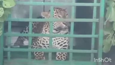 पीथमपुर: सागौर ऑटो टेस्टिंग ट्रेक के किनारे लगे सीसीटीवी कैमरे में कैद हुई थी तेंदुए की मूवमेंट, सड़क किनारे लगे पिंजरे में किया