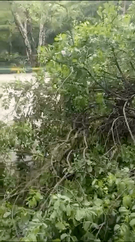 उदयपुर के गुलाबबाग से बड़ा चंदन का पेड़ #चोरी_ हो गया हे जिसकी क़ीमत लाखों रुपए बतायी जा रही है सोचने वाली बात ये है की चोरी हुई या करवायी गई