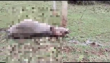 बतौली: बाघपानी में करंट लगने से एक भैंस की हुई मौत