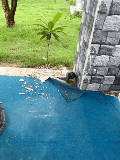 Kbutar huaa ghayl sweeming pul me girne se @churunewss #churuchairman