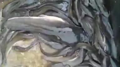 दुर्गुकोंदल: दुर्गुकोंदल साप्ताहिक बाजार में खुलेआम हाइब्रिड मांगुर मछली की हो रही बिक्री, भारत सरकार ने इस मछली पर लगा रखा है बैन